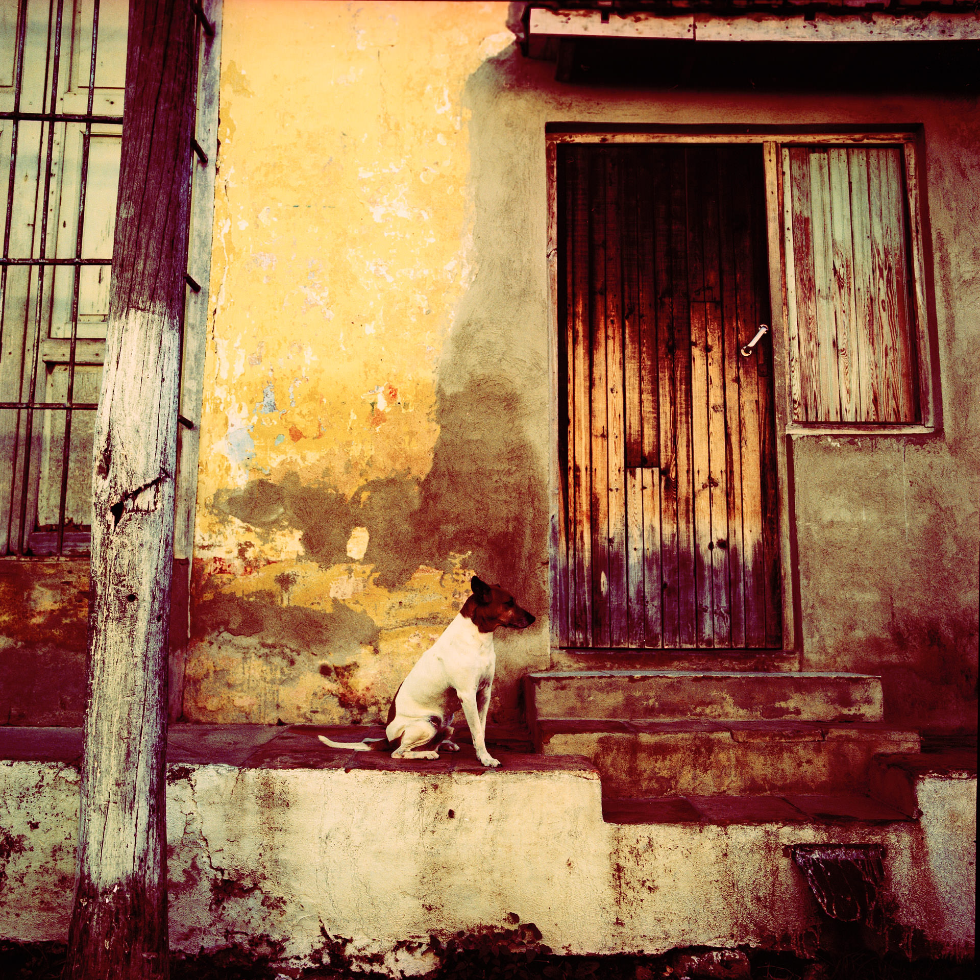 6.Trinidad dog